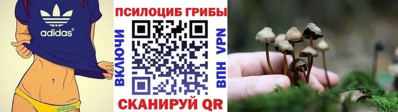 Купить где  Камызяк  Псилоцибиновые грибы мицелий 